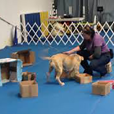 K9 Nose Work - Dog Gone Right, L.L.C. Force-free Dog Training