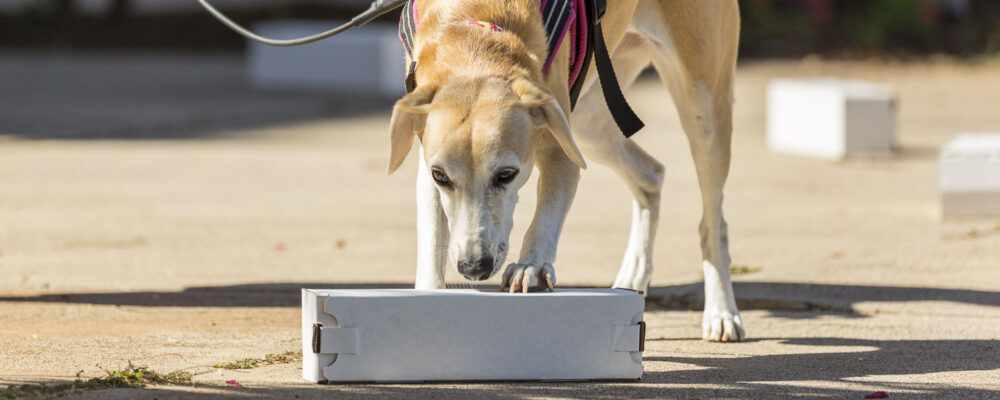 Nose Work - Ongoing - What a Great Dog! Training Center