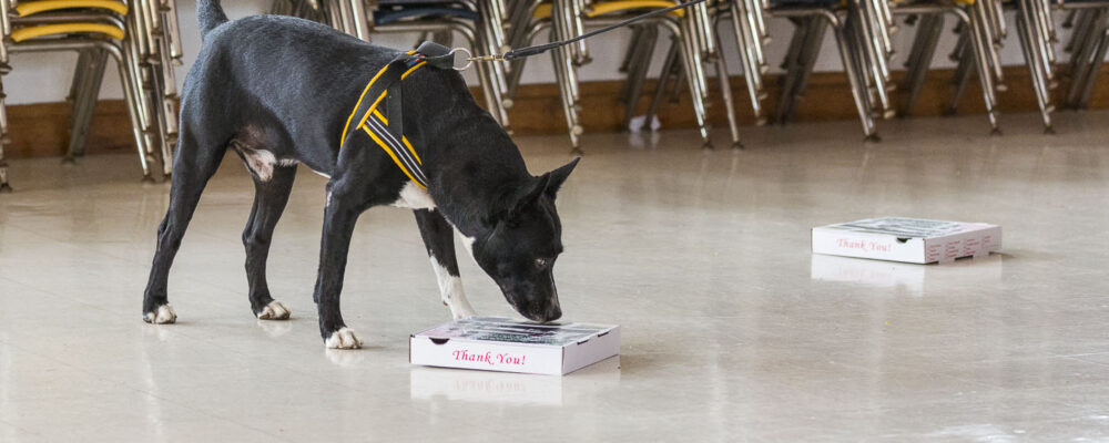 Nose Work Training Kit in Nose Work