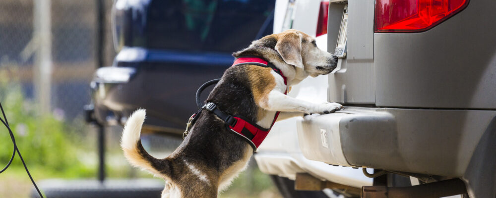 Scent Games for Dogs (K9 Nose Work) 