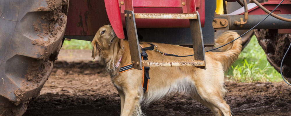 Nosework: l'attività cinofilo sportiva basata su esercizi olfattivi - Dog  Specialist